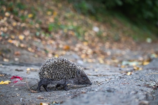 2026世界杯葡萄牙将对阵哥伦比亚、乌兹别克斯坦等新对手，C罗有望打破对阵南美球队0球0助的纪录。